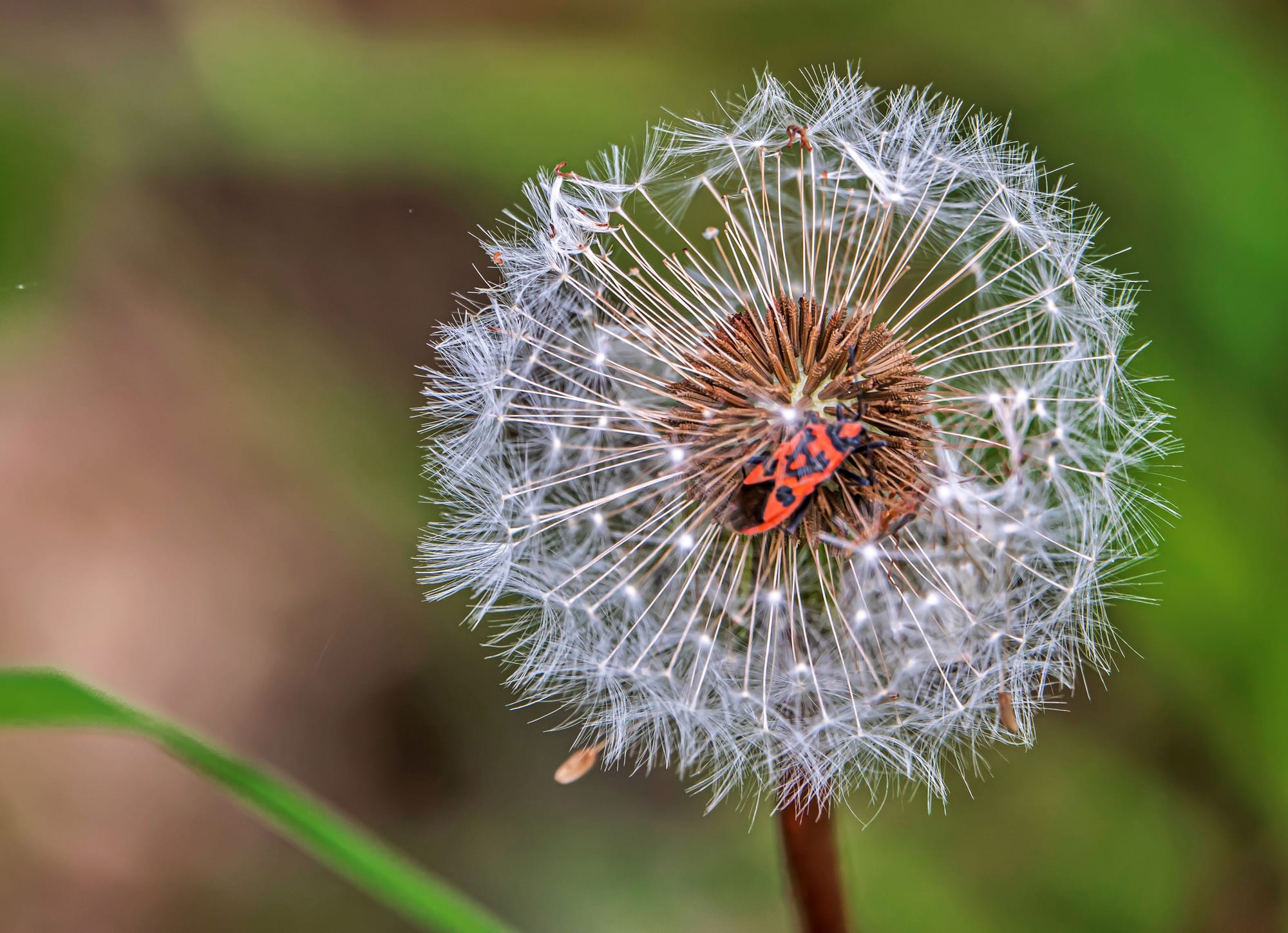 Natuur... alvast iets mooier weer om te wandelen