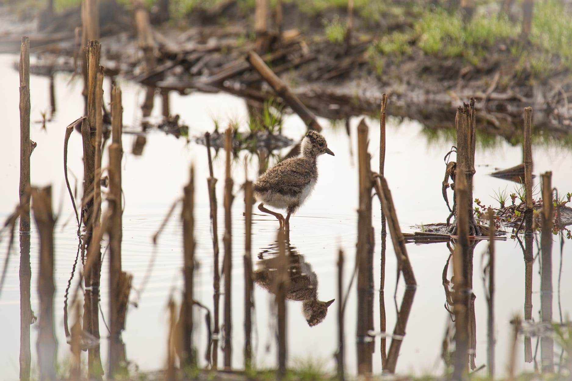 Natuur... alvast iets mooier weer om te wandelen