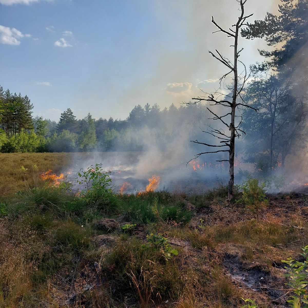 Brand in Kattenbos