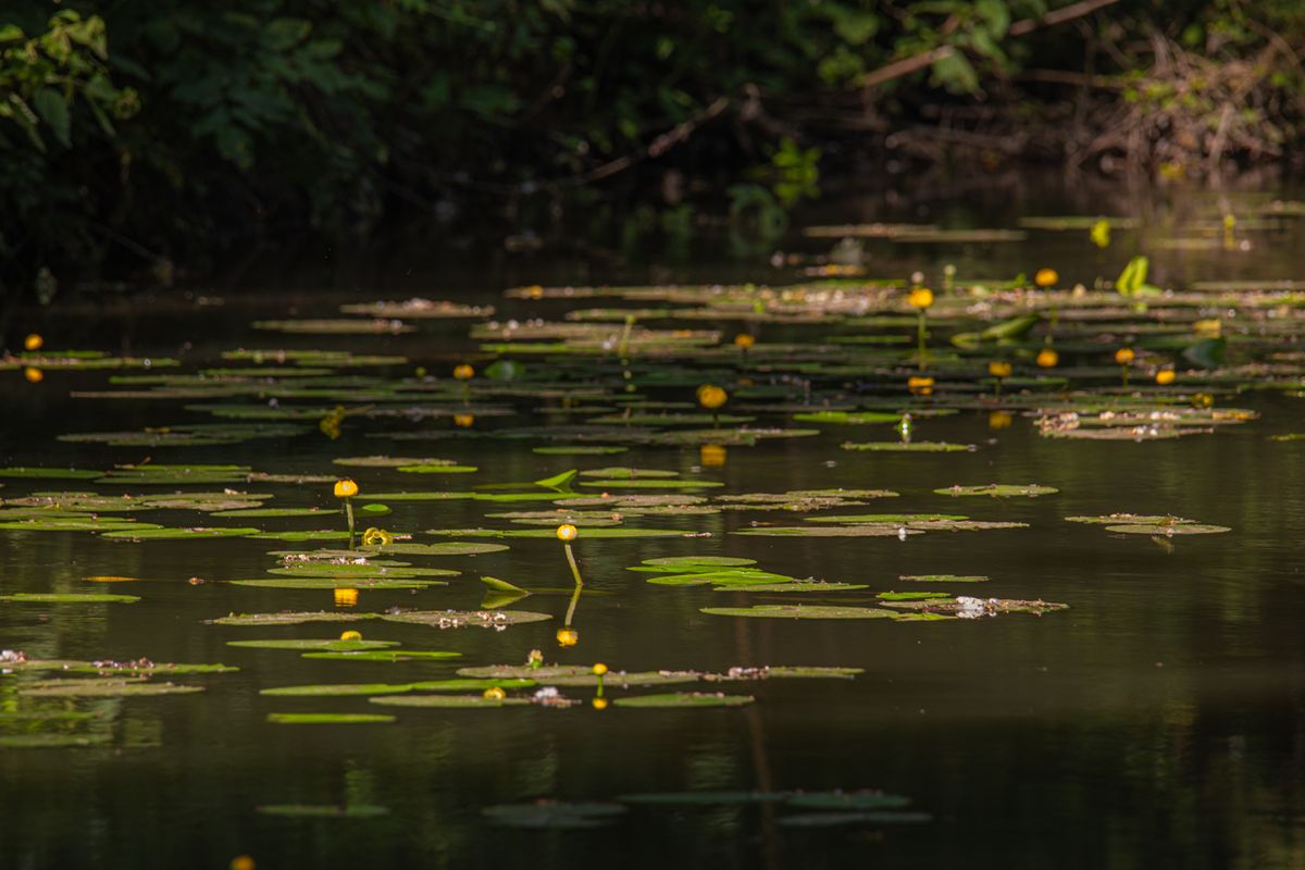 Leven in de buurt van de Grote Fossé