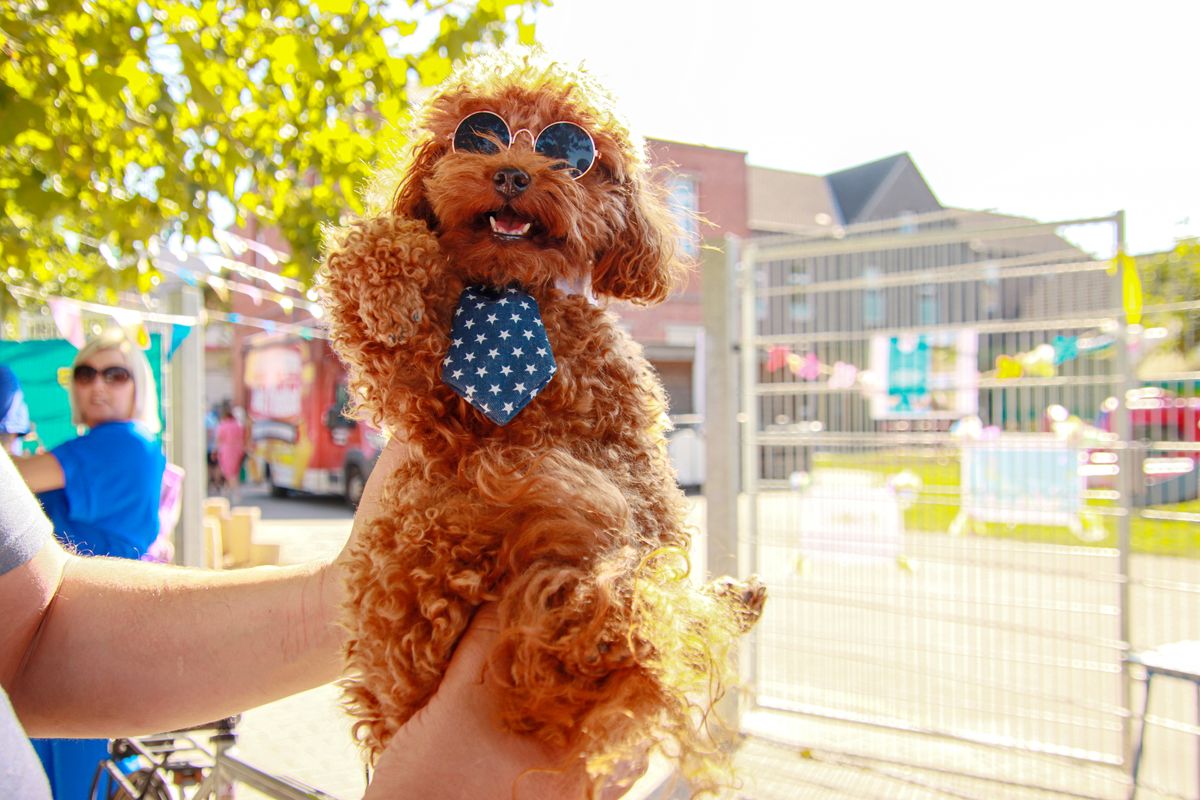 Bijzondere hond gespot