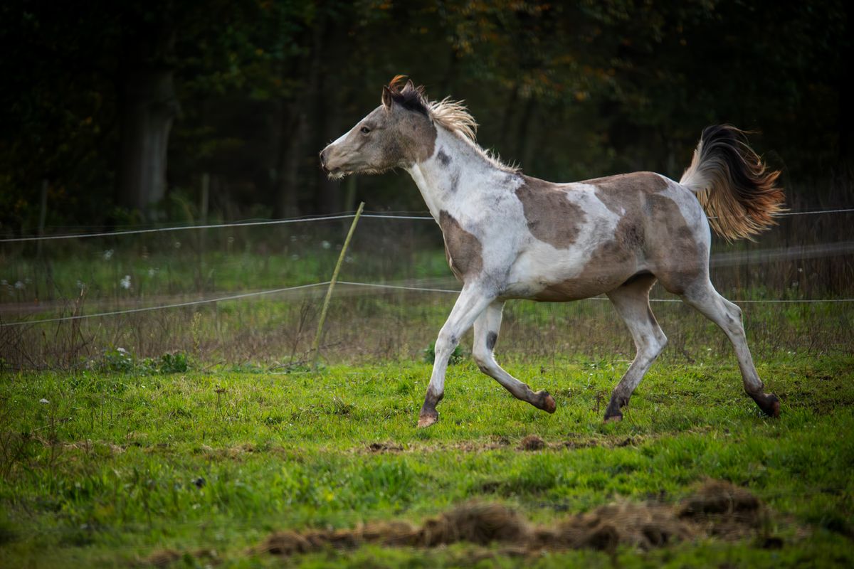 Natuur op de Kolonie