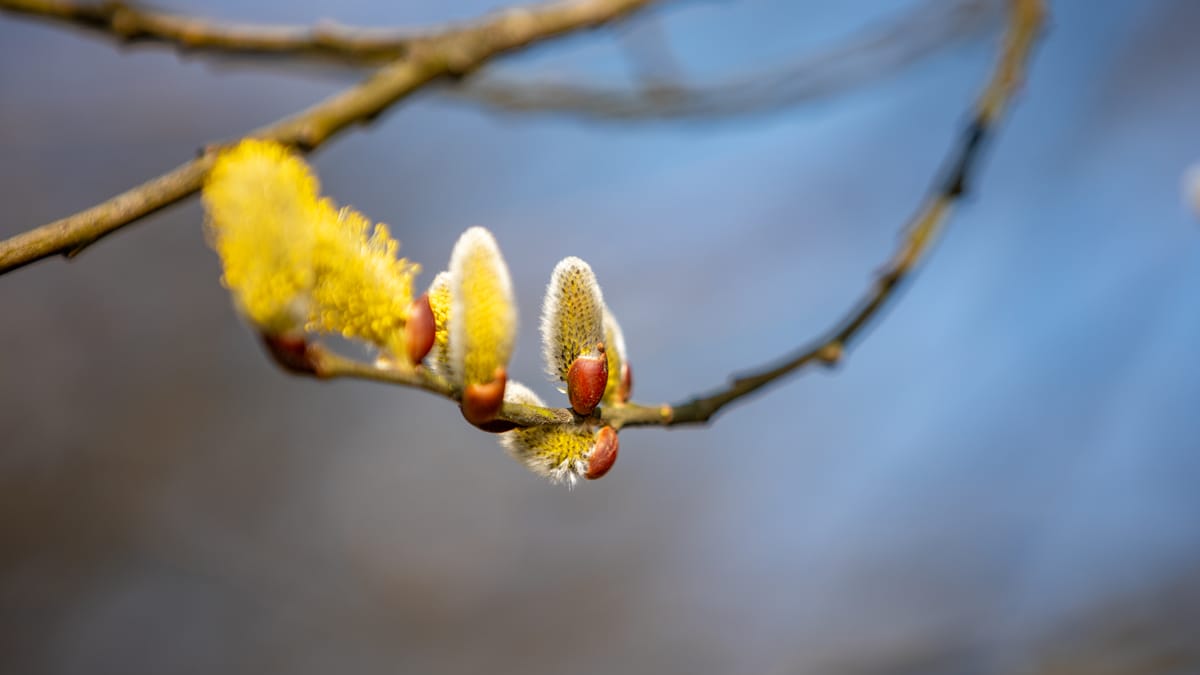 Onze natuur in lente-modus