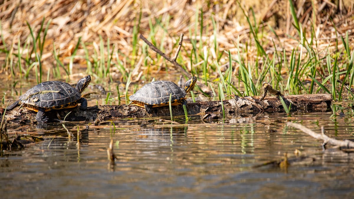 Natuur in onze stad op een zonnige paasvakantiedag
