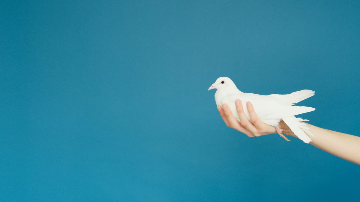 OPROEP: “Help de Lommelse vredeswil kenbaar te maken!”