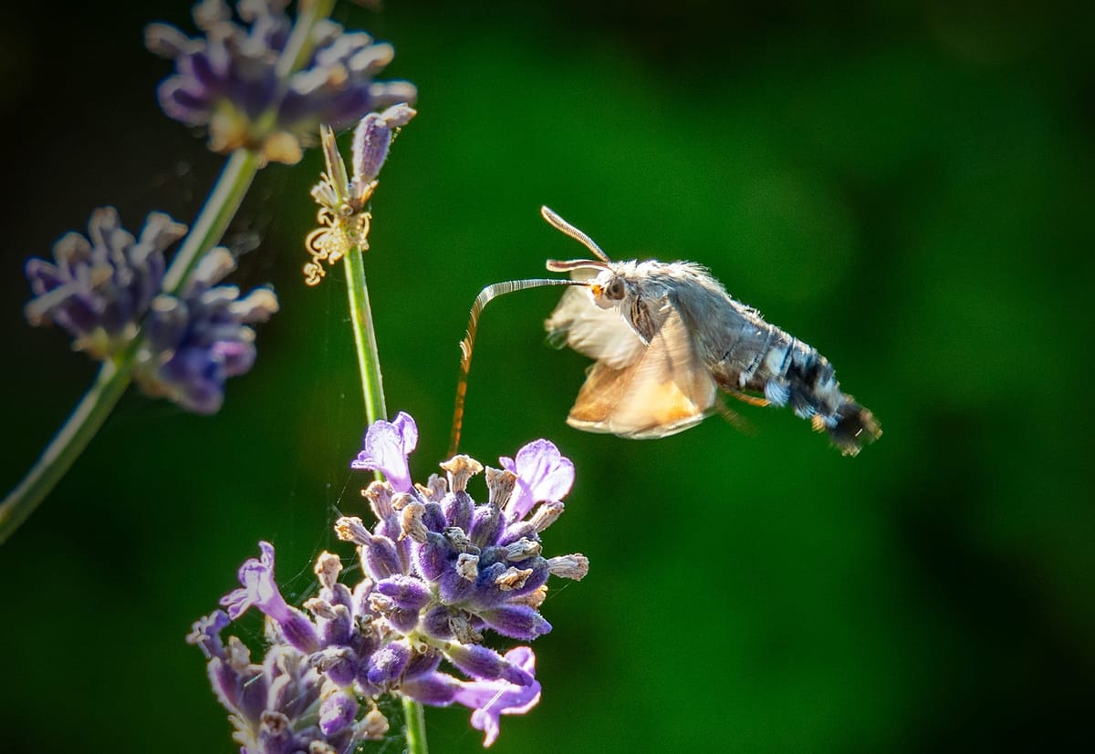 Kolibrievlinder in de tuin van Luc Beysen