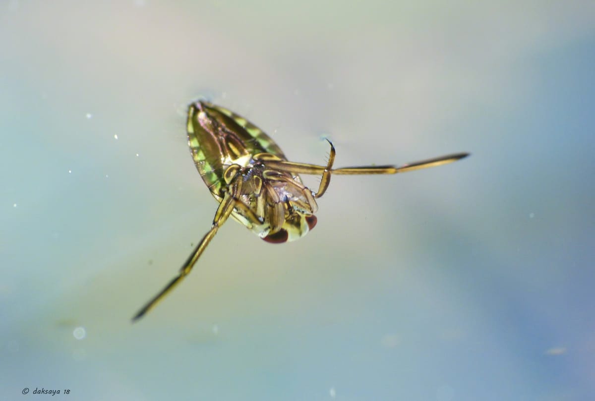 Activiteit Water onderzoek: hoe gezond is het water in jou buurt ?