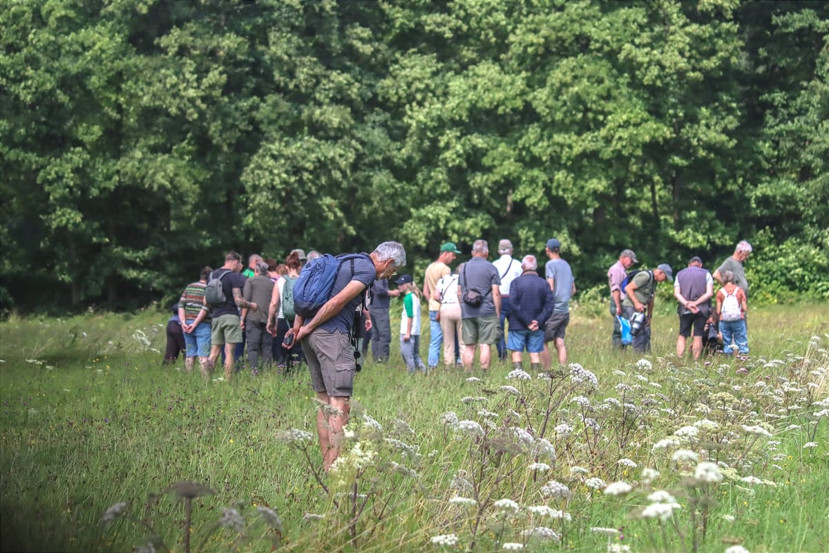 Dagvlinders en meer tijdens themawandeling op de Vloeiweides