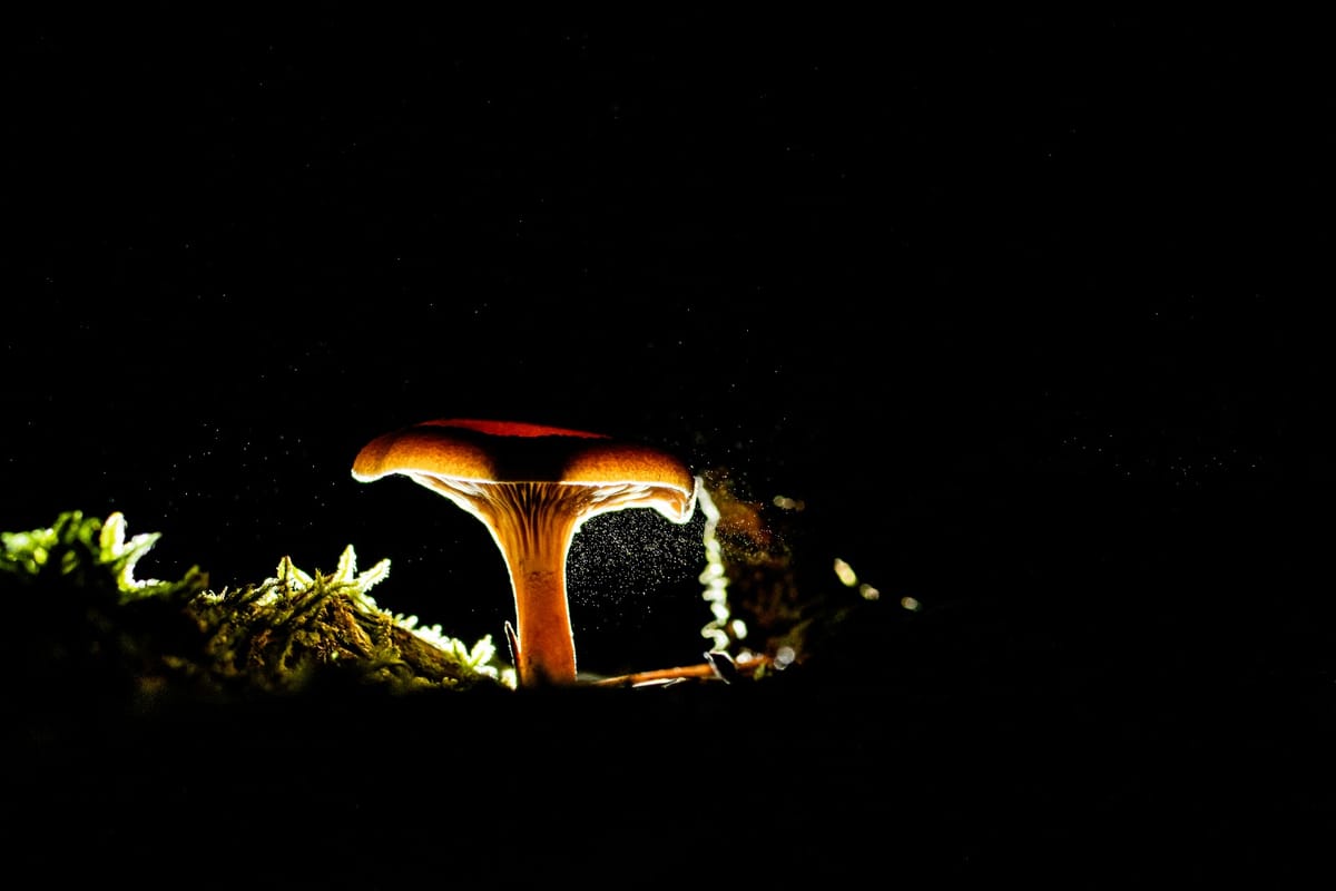Herfstkleuren en paddenstoelen