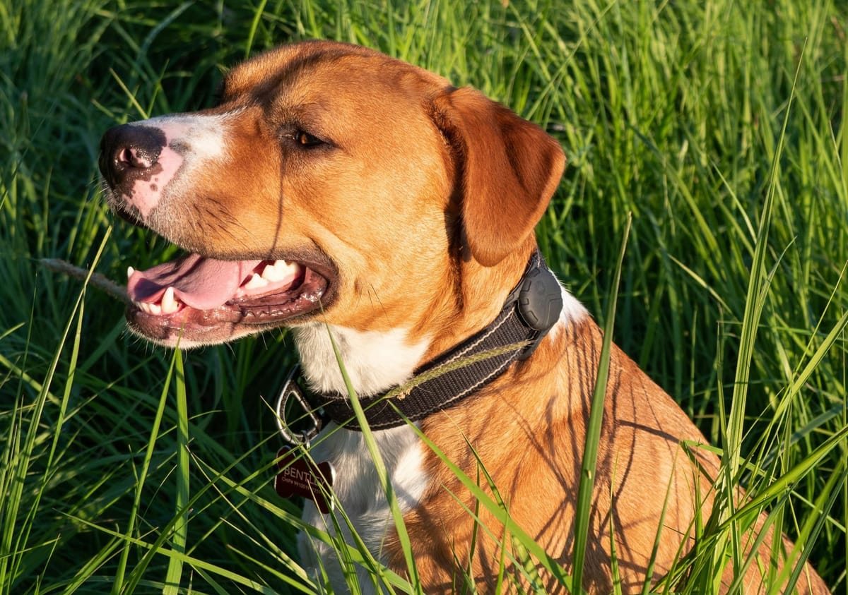 Acht staffords in beslag genomen in Heide-Heuvel