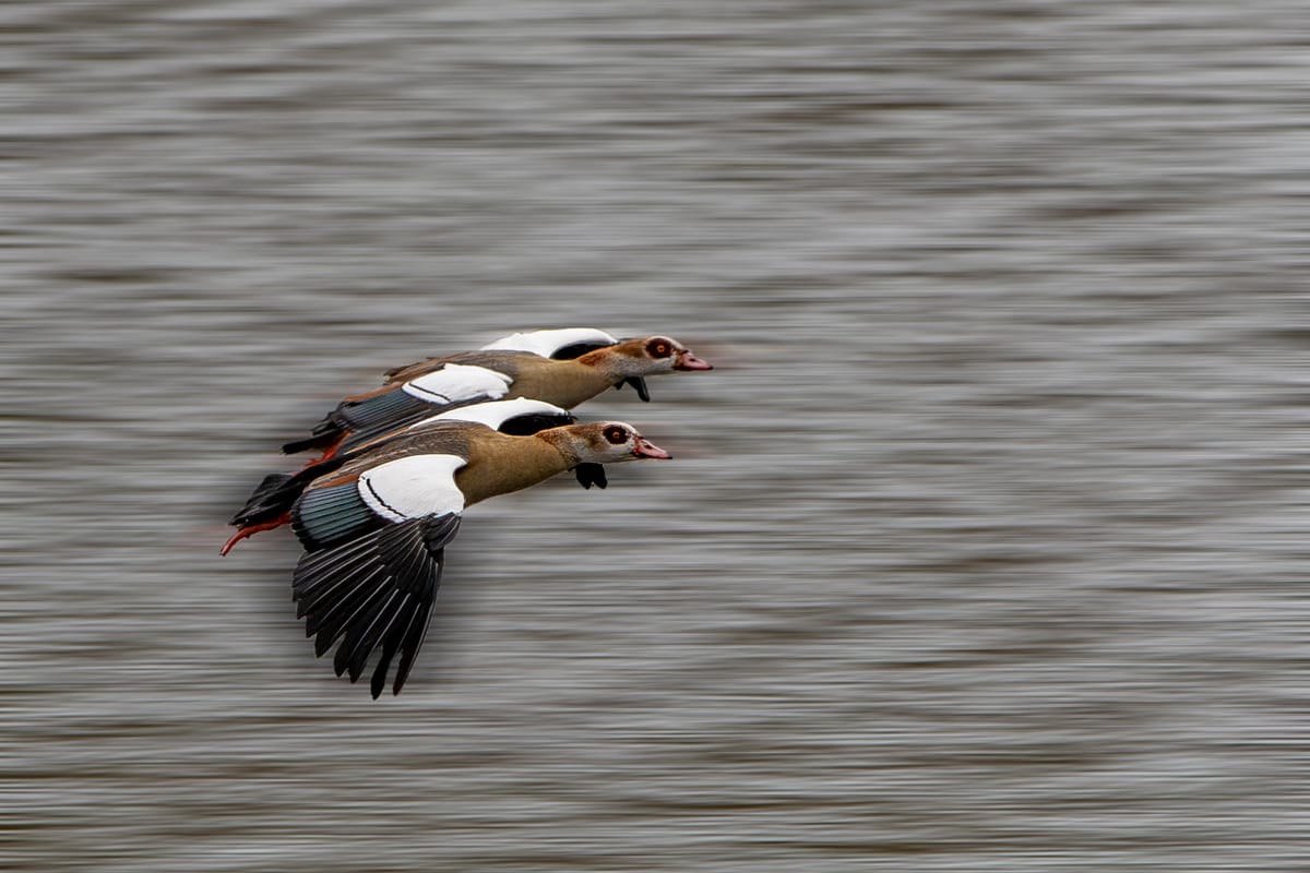 De natuur weet het niet meer...