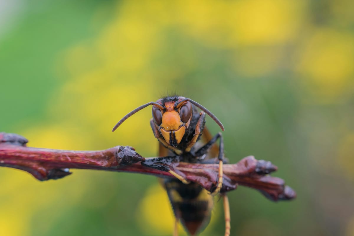 Ook in Lommel wordt Aziatische hoornaar bestreden