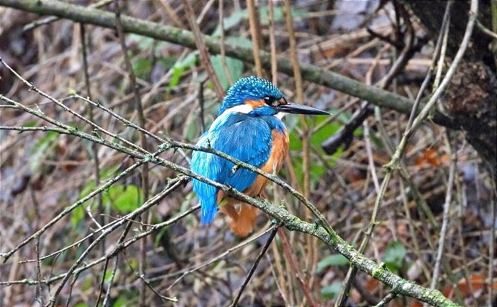 Vogels langs de Fossé