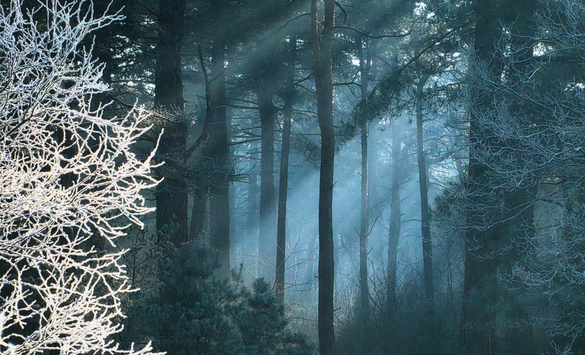 Een koude ochtend op de Heuvelse Heide