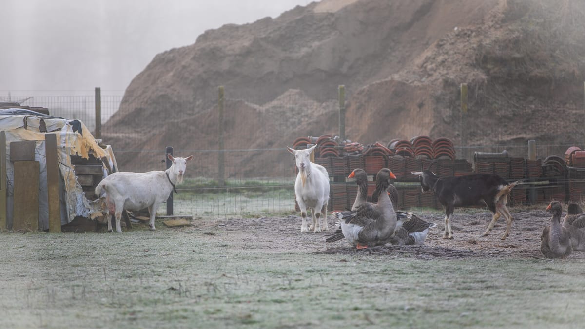 Winterse taferelen op Kattenbos en Gelderhorsten