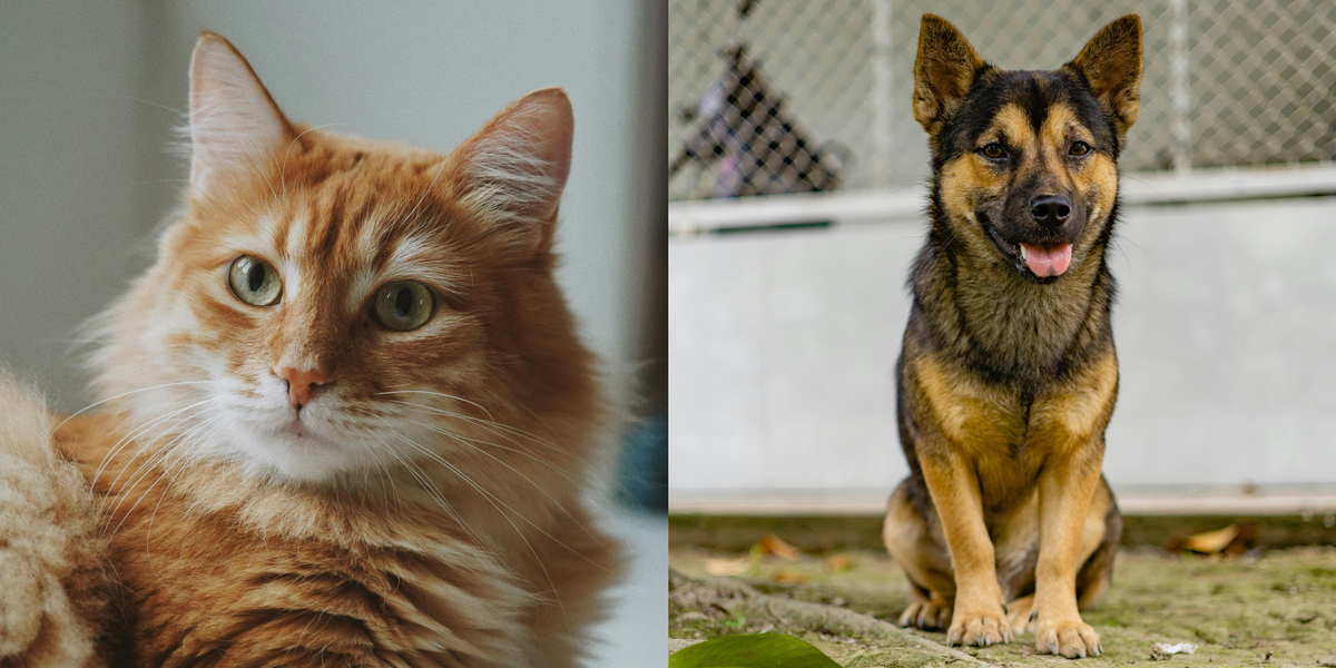 In Lommel bijna 11.000 geregistreerde honden en 3.500 katten