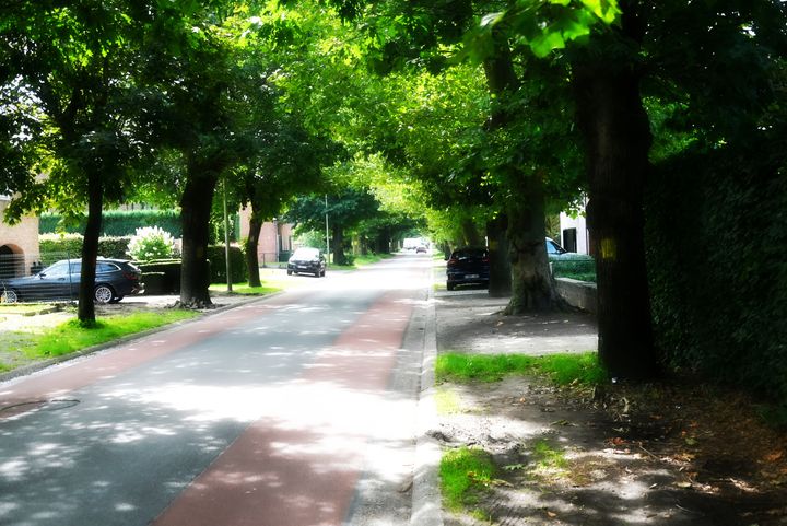 Een laatste blik op de bomen...