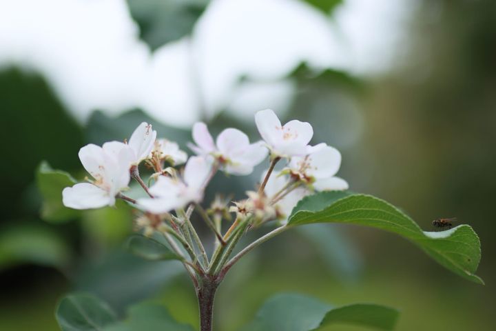 Bijzonder: bloesems in oktober...