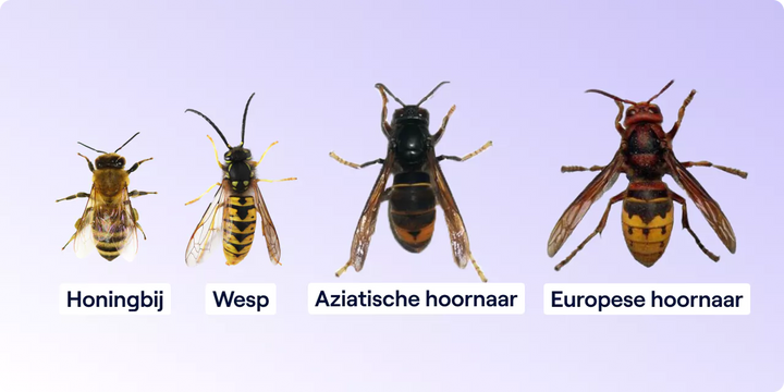 Brandweer én imkers gaan strijd aan tegen Aziatische hoornaar