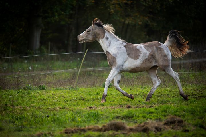 Natuur op de Kolonie