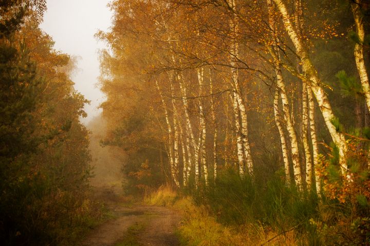 📸 Prachtige herfstfoto's