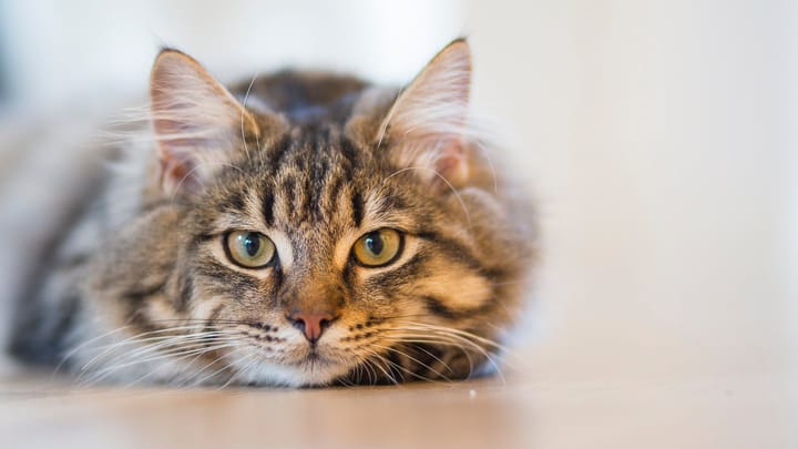 Update i.v.m. kattenziekte in Dierenasiel
