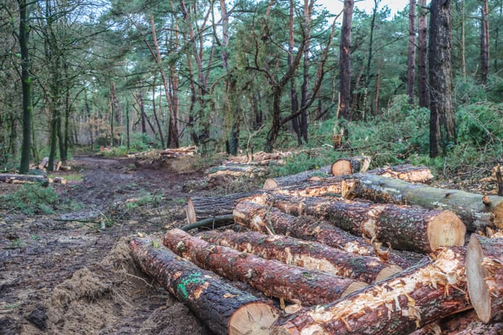 Werken in Bosland - Sahara