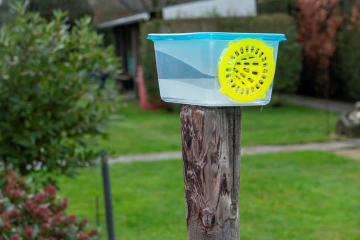 Lommelaars gezocht om Aziatische hoornaars op te sporen