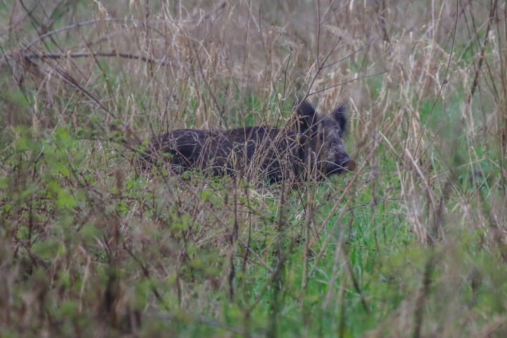 Natuur halfweg de week