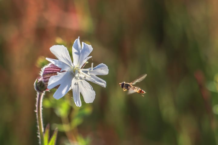 Natuur halfweg de week