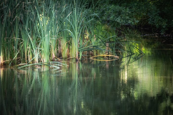 Natuur eind juli