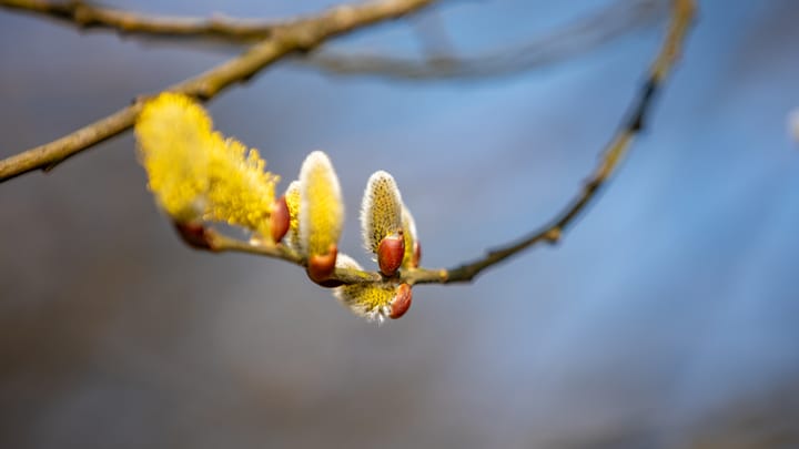 Onze natuur in lente-modus
