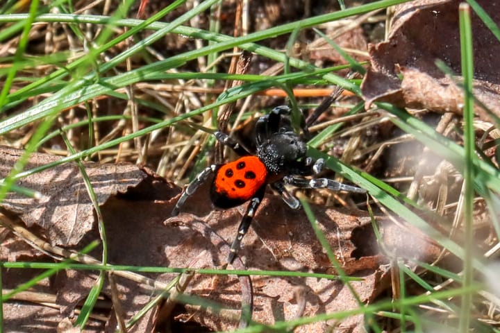 Startdag Natuurpunt Lommel - Kriebelbeestjes