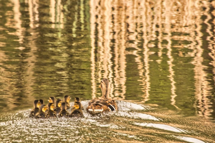 Natuur met Pasen