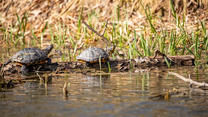 Natuur in onze stad op een zonnige paasvakantiedag