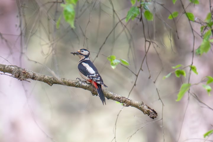 Natuur in onze stad eind mei