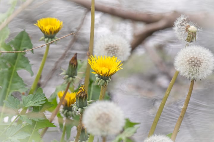 Een prachtige lente
