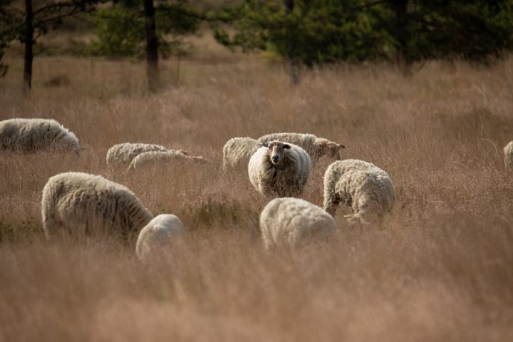 Natuur en schaapjes tellen begin juni