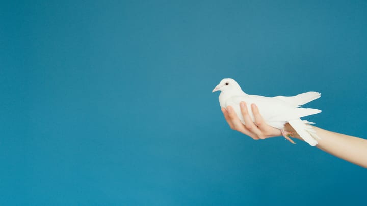OPROEP: “Help de Lommelse vredeswil kenbaar te maken!”