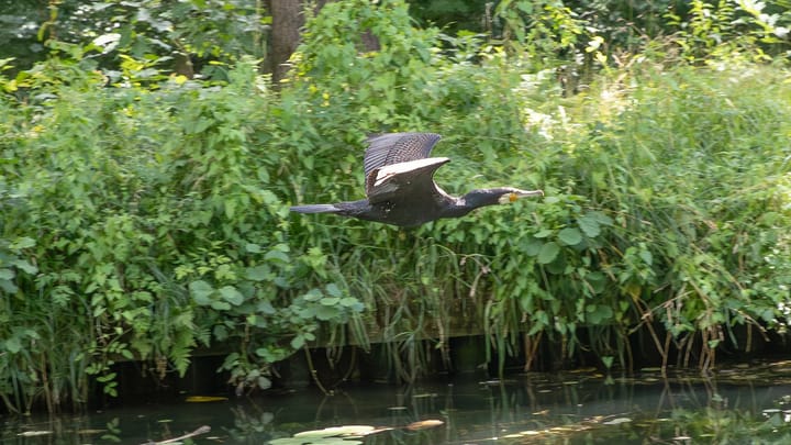 Natuur op een (ietwat mindere zomerse) woensdag