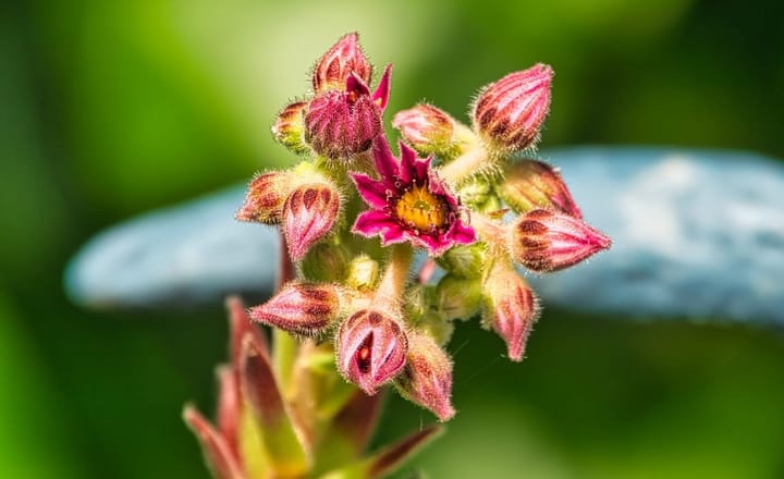 Macro-opnames in de tuin van Jan Thomas