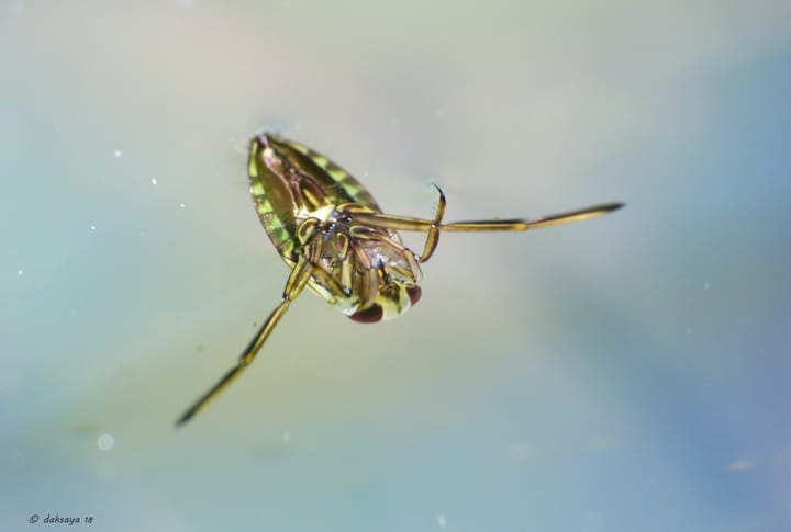 Activiteit Water onderzoek: hoe gezond is het water in jou buurt ?