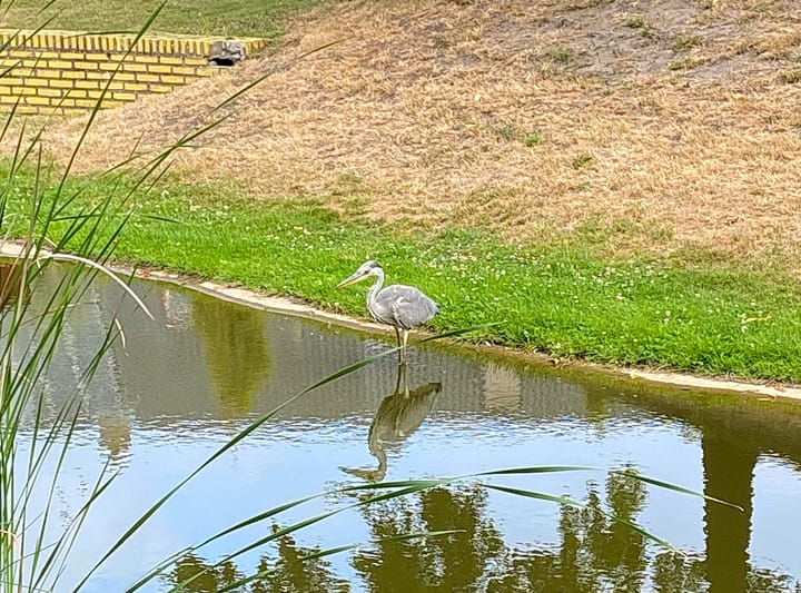 Reiger resideert in Astridpark