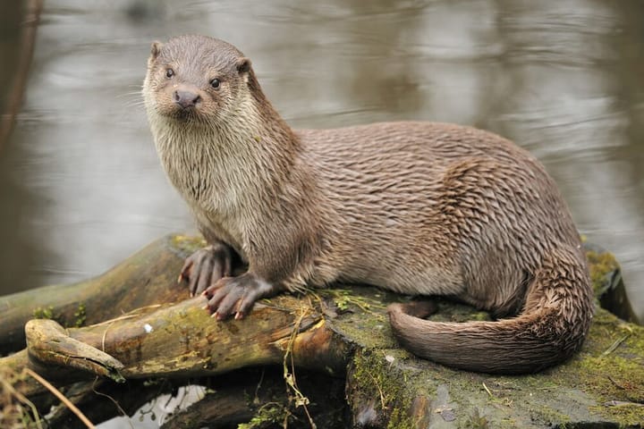 Pootafdrukken van otter gevonden aan ecoduct