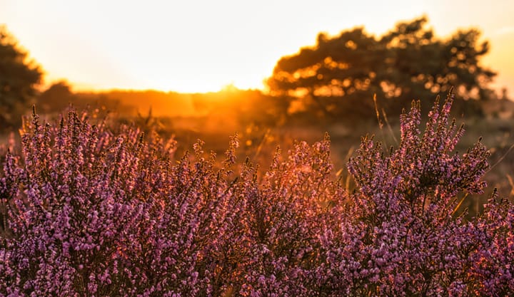 Natuur half augustus