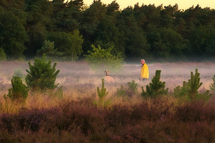 Op de Heuvelse purperen heide