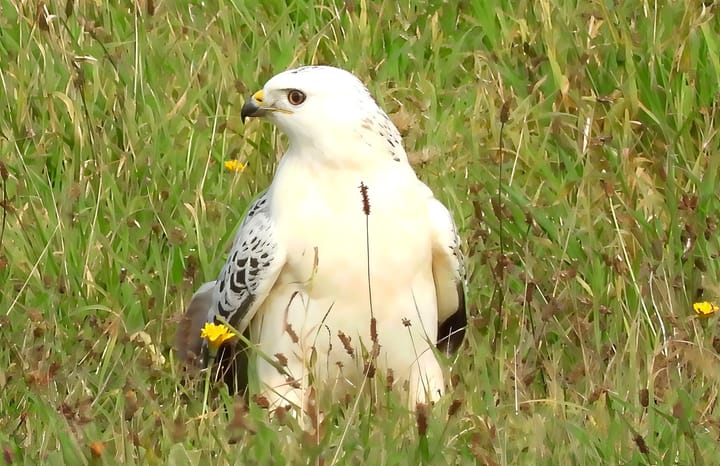 Witte buizerd gespot