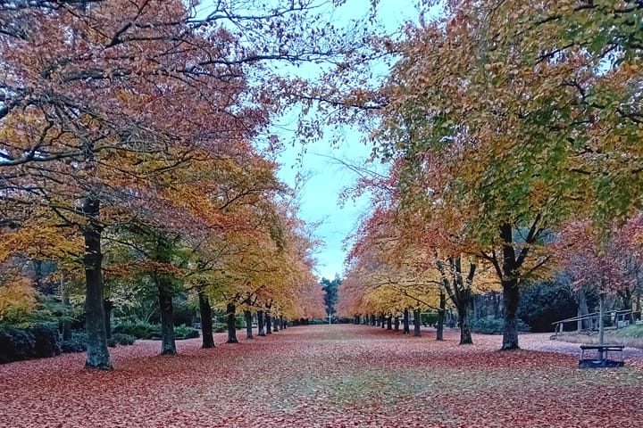 Dwarrelende bladeren in de herfst