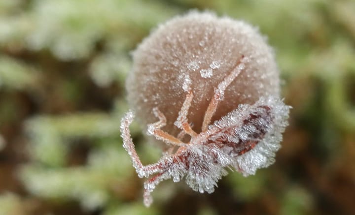 Gisteren en vandaag... enige verschil zijn de ijskristallen