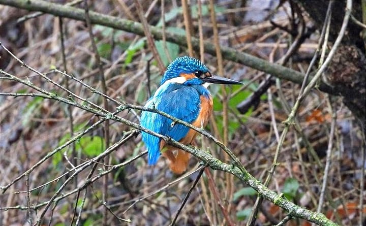 Vogels langs de Fossé